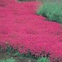 Creeping Thyme 600 Seeds