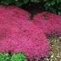 Creeping Thyme 600 Seeds