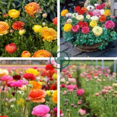 Ranunculus Flower Plants 200 Seeds