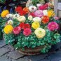 Ranunculus Flower Plants 200 Seeds