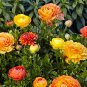 Ranunculus Flower Plants 200 Seeds