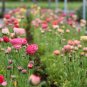 Ranunculus Flower Plants 200 Seeds