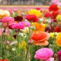 Ranunculus Flower Plants 200 Seeds