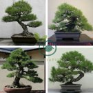 Black Pine Tree Bonsai Potted Landscape Japanese Five Needle Pine 100 Seeds