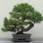 Black Pine Tree Bonsai Potted Landscape Japanese Five Needle Pine 100 Seeds
