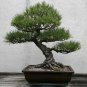 Black Pine Tree Bonsai Potted Landscape Japanese Five Needle Pine 100 Seeds
