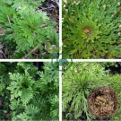 Rose of Jericho Dinosaur Fern Miracle Air Prehistoric 2 Seeds