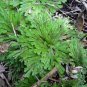 Rose of Jericho Dinosaur Fern Miracle Air Prehistoric 2 Seeds