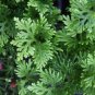Rose of Jericho Dinosaur Fern Miracle Air Prehistoric 2 Seeds