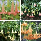 Brugmansia Datura Mixed 200 Seeds