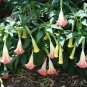 Brugmansia Datura Mixed 200 Seeds
