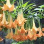 Brugmansia Datura Mixed 200 Seeds