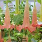 Brugmansia Datura Mixed 200 Seeds