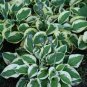 Beautiful Hosta Bonsai 300 Seeds