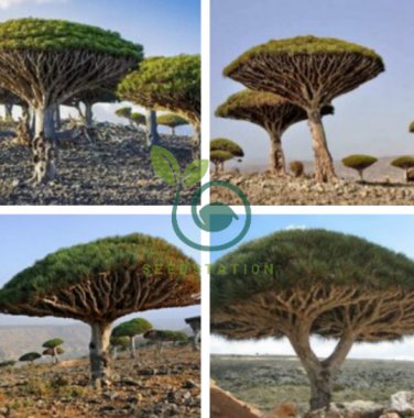 Dragon Blood Tree (Dracaena cinnabari Balf) Dracaena 20 Seeds