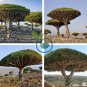 Dragon Blood Tree (Dracaena cinnabari Balf) Dracaena 20 Seeds