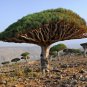 Dragon Blood Tree (Dracaena cinnabari Balf) Dracaena 20 Seeds