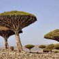 Dragon Blood Tree (Dracaena cinnabari Balf) Dracaena 20 Seeds
