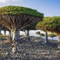 Dragon Blood Tree (Dracaena cinnabari Balf) Dracaena 20 Seeds