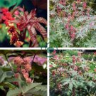 Castor Bean Seeds Red Green Pink 200 Seeds