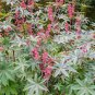 Castor Bean Seeds Red Green Pink 200 Seeds
