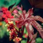 Castor Bean Seeds Red Green Pink 200 Seeds