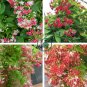 Rare Quisqualis 100 Seeds