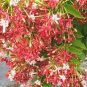 Rare Quisqualis 100 Seeds