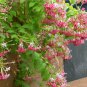 Rare Quisqualis 100 Seeds