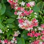 Rare Quisqualis 100 Seeds