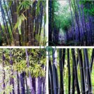 Rare Black Timor Bamboo Bonsai 100 Seeds