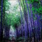 Rare Black Timor Bamboo Bonsai 100 Seeds