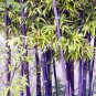 Rare Black Timor Bamboo Bonsai 100 Seeds