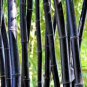 Rare Black Timor Bamboo Bonsai 100 Seeds