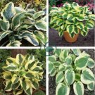 Bonsai Hosta Mixed Bonsai Jardin Perennials Lily Flower 200 Seeds