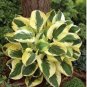 Bonsai Hosta Mixed Bonsai Jardin Perennials Lily Flower 200 Seeds