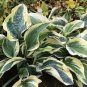 Bonsai Hosta Mixed Bonsai Jardin Perennials Lily Flower 200 Seeds
