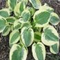 Bonsai Hosta Mixed Bonsai Jardin Perennials Lily Flower 200 Seeds