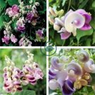 Snail Vine 40 Seeds