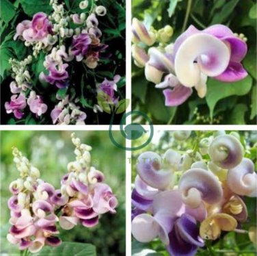 Snail Vine 40 Seeds