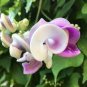 Snail Vine 40 Seeds