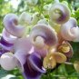 Snail Vine 40 Seeds