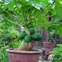 Bonsai Fruit Dwarf Papaya 100 Seeds