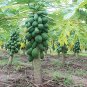 Bonsai Fruit Dwarf Papaya 100 Seeds