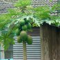 Bonsai Fruit Dwarf Papaya 100 Seeds