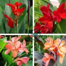 Canna  Plants Indoor Outdoor Pot Flower 20 Seeds