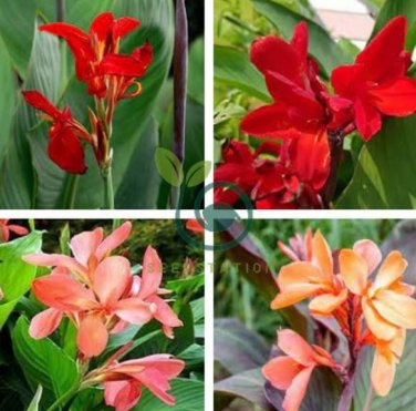 Canna  Plants Indoor Outdoor Pot Flower 20 Seeds