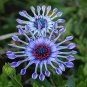 Rare Blue Daisy 100 Seeds
