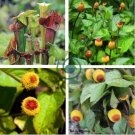 Novelty Plant 200 Seeds