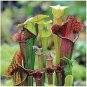 Novelty Plant 200 Seeds